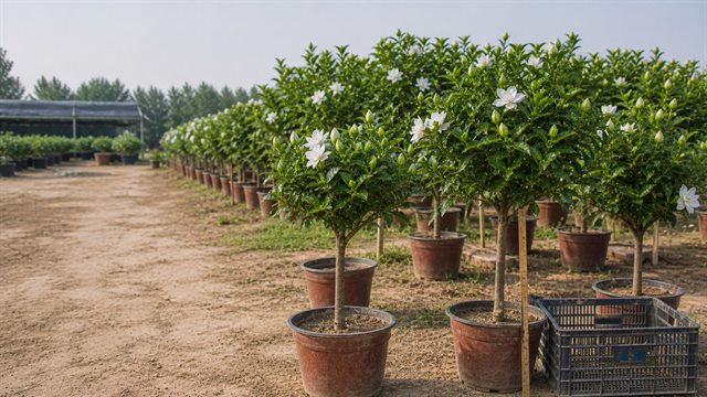 花店采购栀子花到基地看苗确认冠幅盆型配图