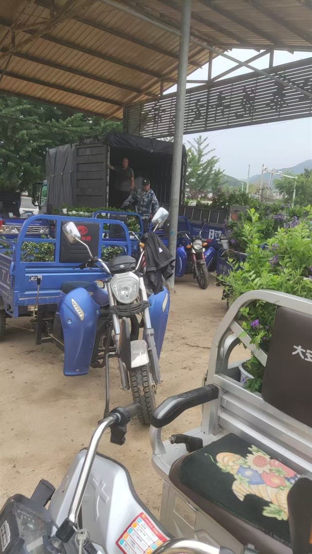 基地整理区车辆等待转运栀子花到装车点