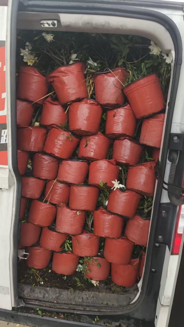 红盆栀子花装入厢式车发货前状态