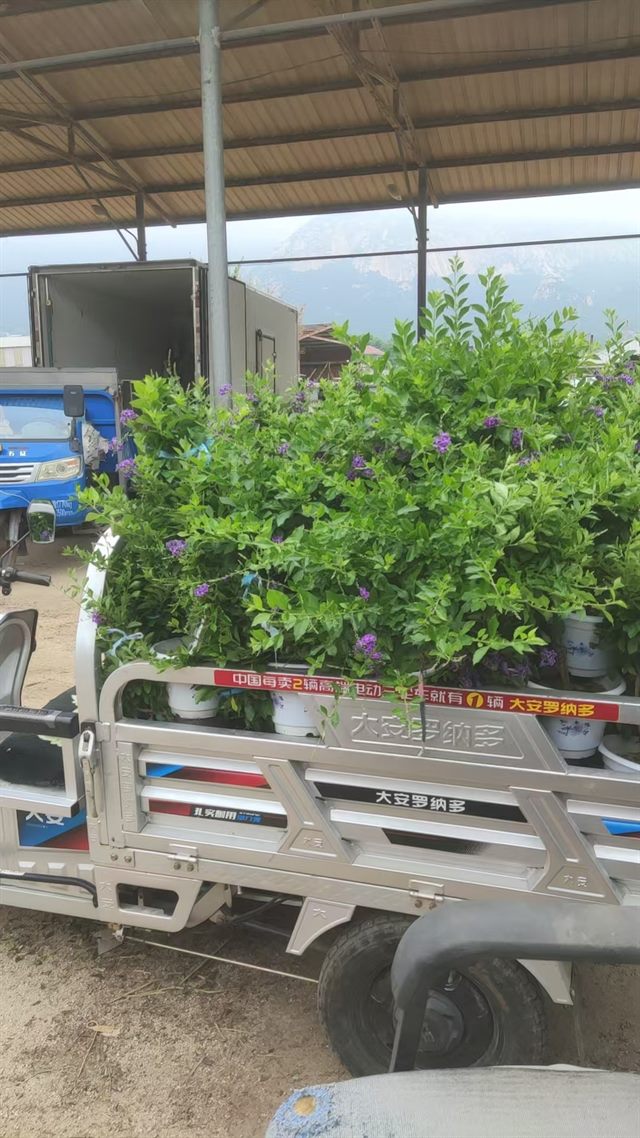 栀子花盆栽装上小车准备转运到装车点
