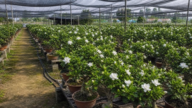 山茶花盆景和北方盆景基地批发