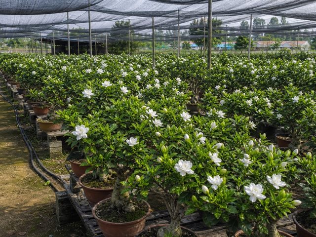 北方栀子花盆景货源基地现货看苗