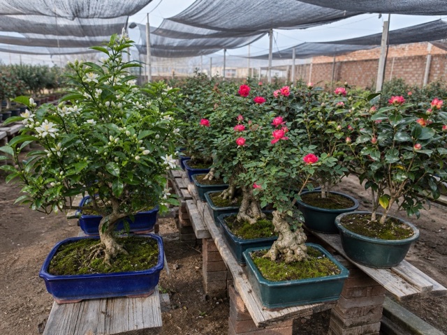 柠檬花盆景基地批发供应