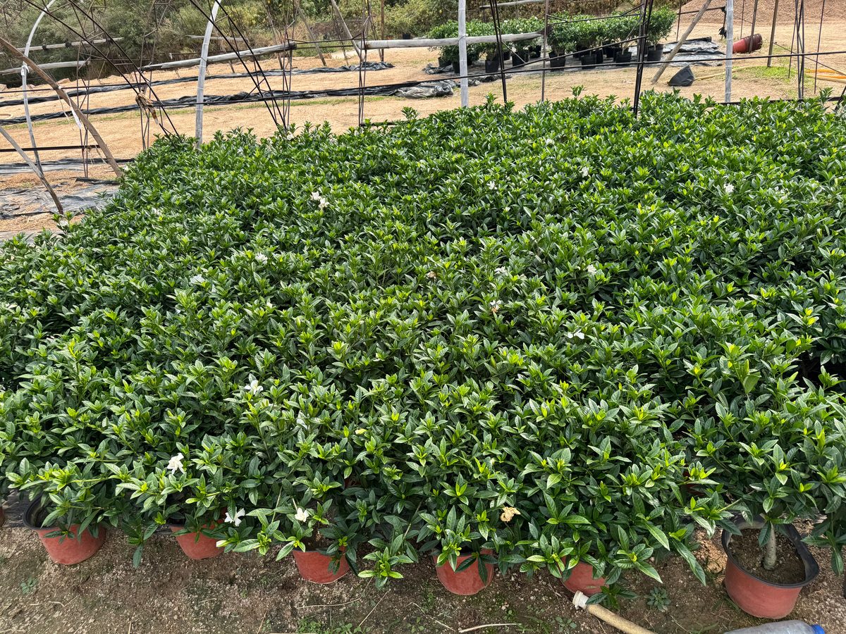 基地成排盆栽实拍