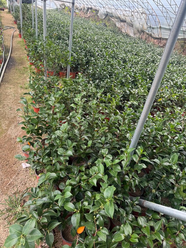 温室盆栽区域实拍,植物品种未逐一核实
